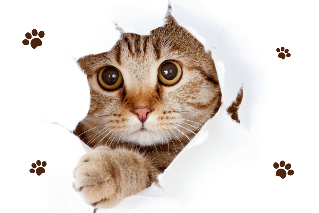 CingHe - 慶和家具｜台北專業沙發工廠與家具推薦品牌